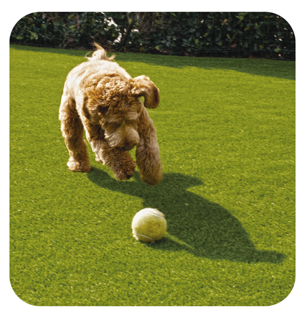 DisplayTurfPetPup-1